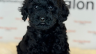 Orijinal Toy poodle Yavrular